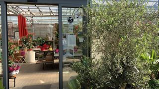 L’olivier fait partie des végétaux pour lesquels une information sur les risques potentiels pour la santé humaine sera obligatoire à compter du 1er  juillet prochain. En l’occurrence car le pollen de cet arbre peut entraîner une allergie respiratoire. © Léna Hespel